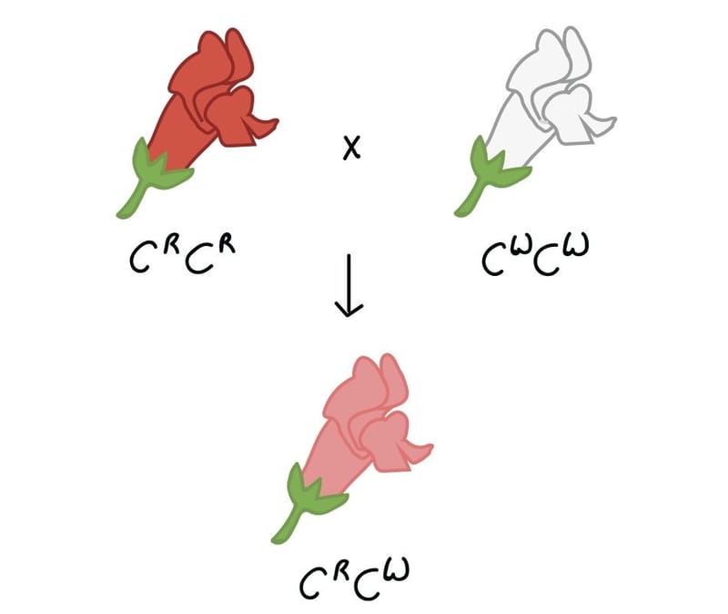 الأنماط الوراثية المعقدة