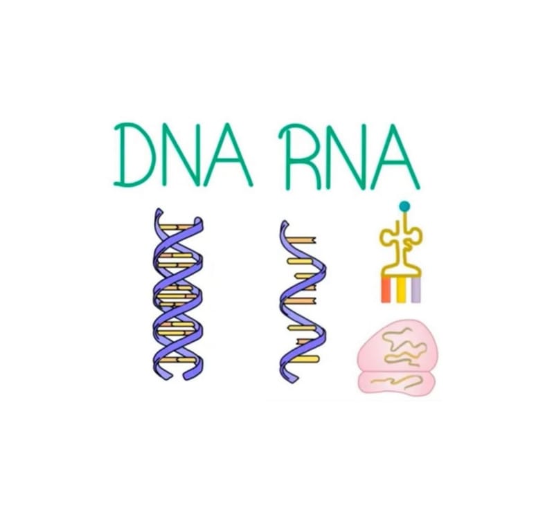 DNA و RNA والبروتين