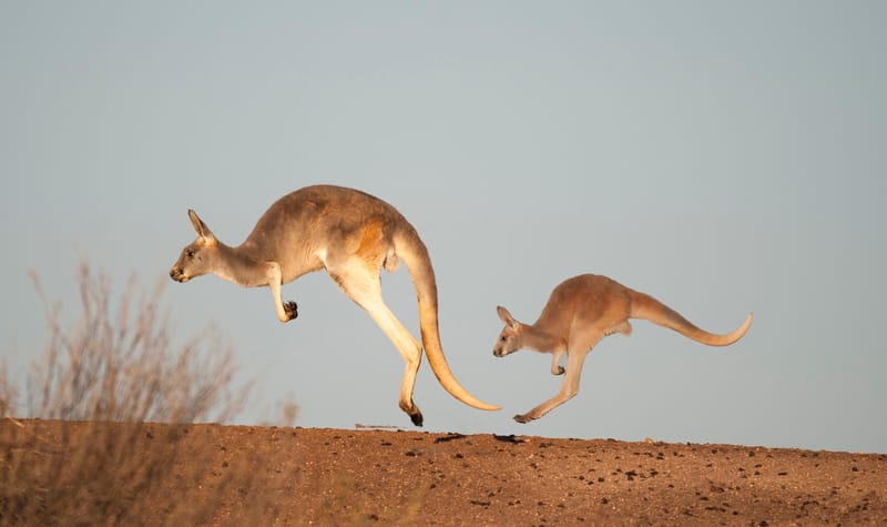 تنوع الثدييات