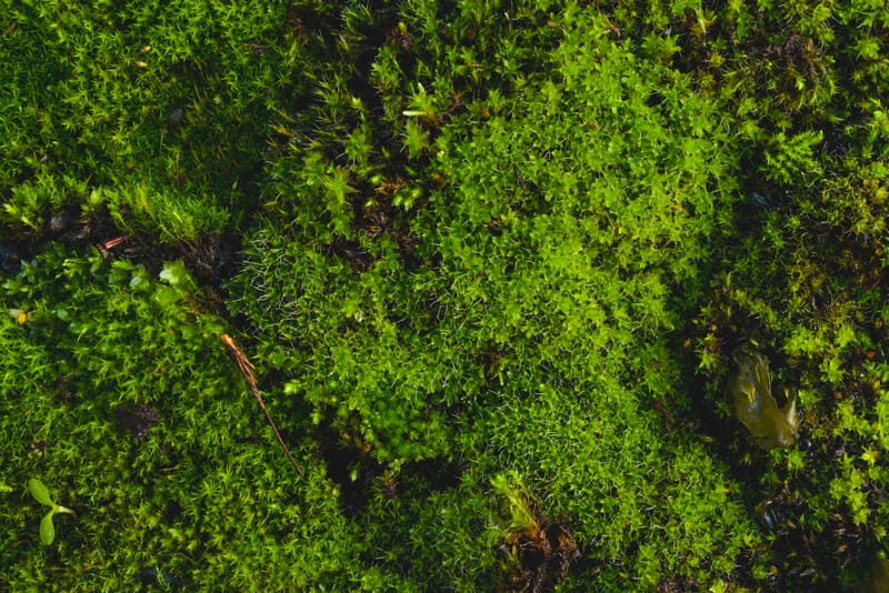 النباتات اللاوعائية