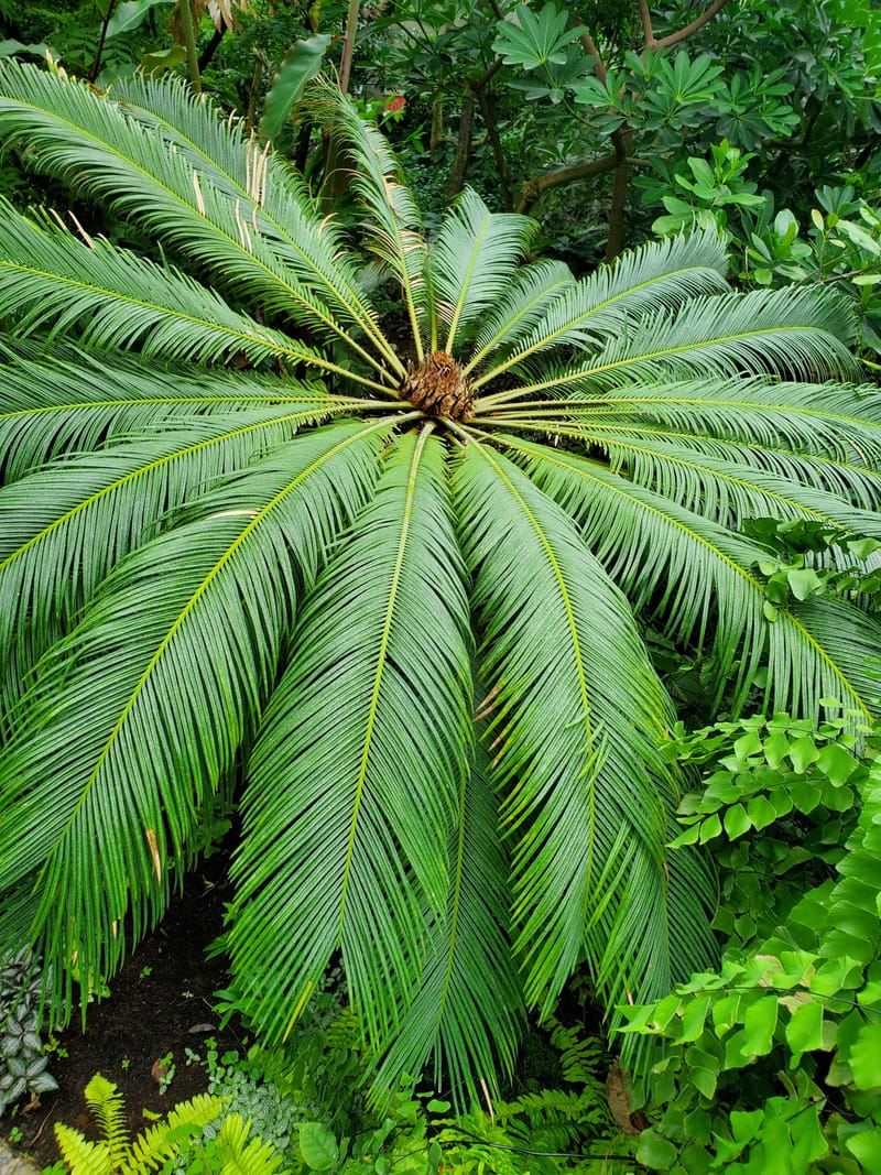 النباتات الوعائية البذرية