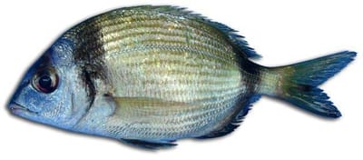 سمكة القاراقوز