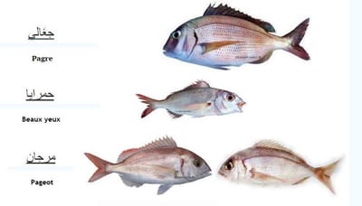 اسماء الاسماك في تونس 2