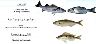 اسماء الاسماك في تونس 3