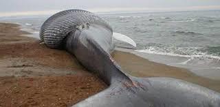 حوت ضخم علي الشواطي الليبية