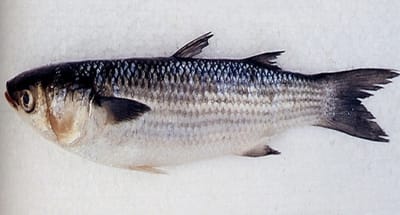 بوري بو شارب