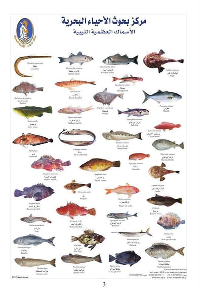 دليل الاسماك في ليبيا  بالصور