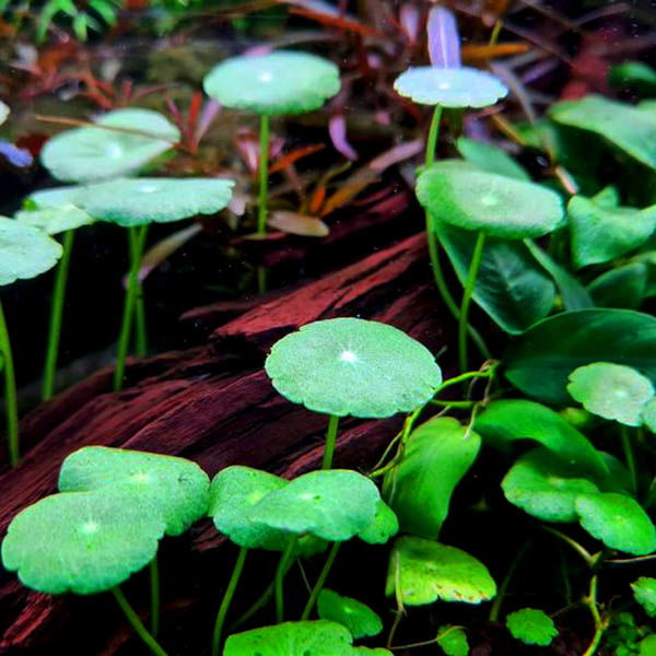 Science on Pennywort