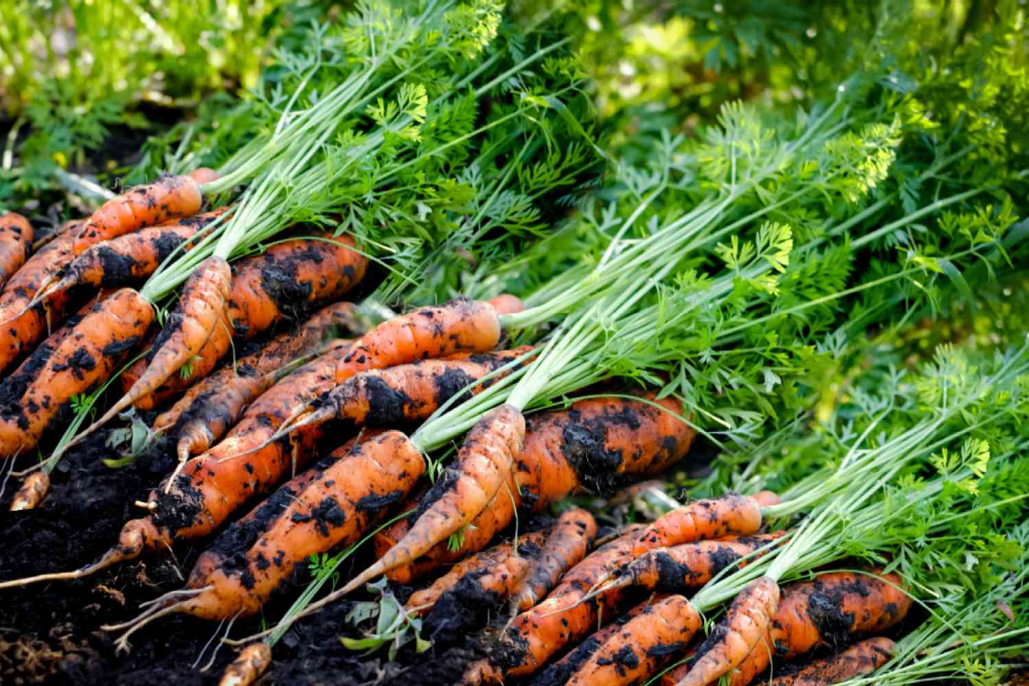 Science in Carrot