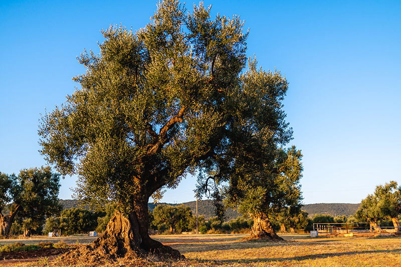  Masseria Salamina is at Pezze di Greco close to Fasano, Italy.