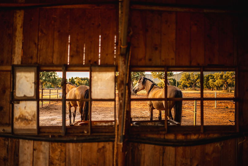  Masseria Salamina is at Pezze di Greco close to Fasano, Italy.