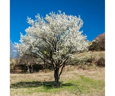 petite anecdote... image