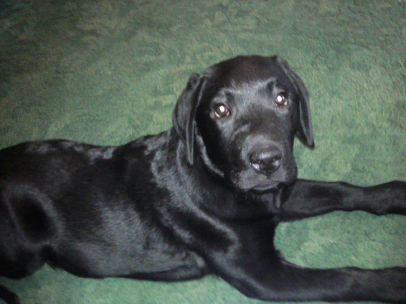 1-2-1 Puppy Training