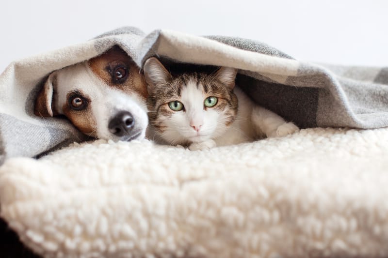 PET CARE WHILE YOU'RE AWAY