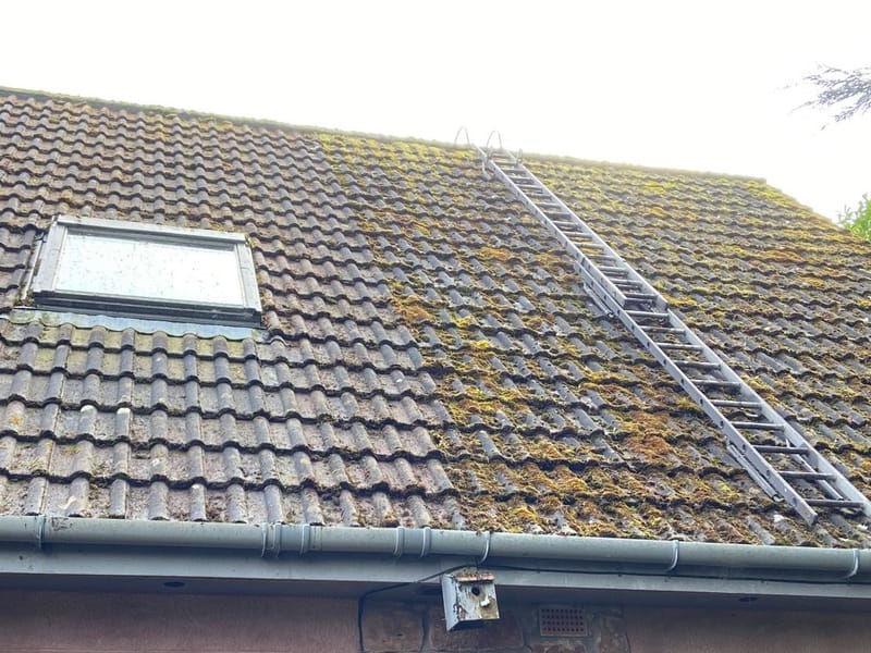 Roof cleaning