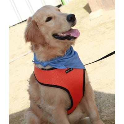 What to Have in Mind When Purchasing a Harness for Your Dog