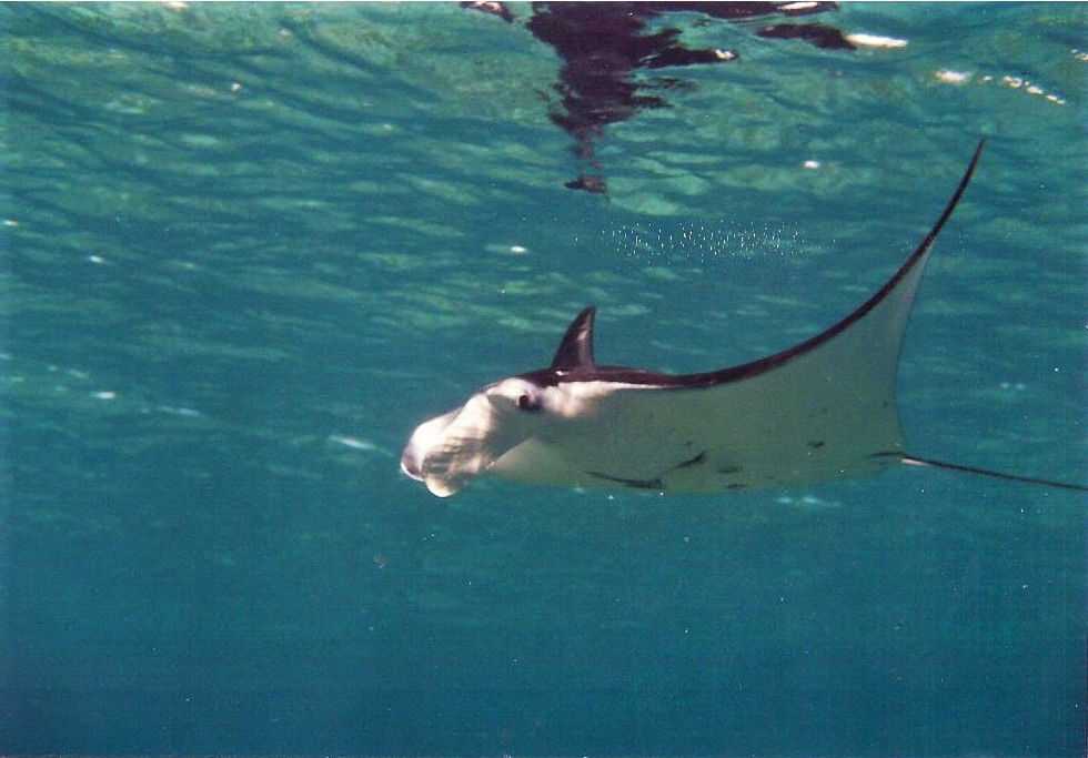 A manta ray