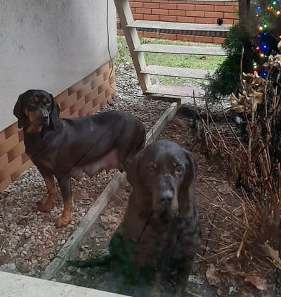 Rodzice i obsługa rasy image