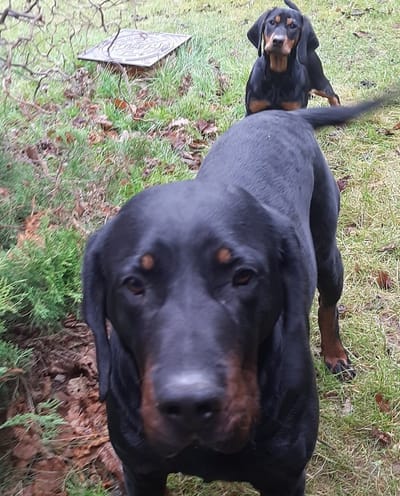 Rodzice i obsługa rasy image