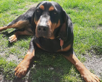 Rodzice i obsługa rasy image