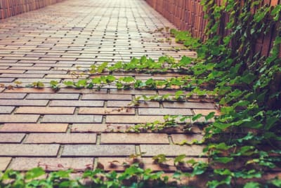 Carta: Veredas Verdes