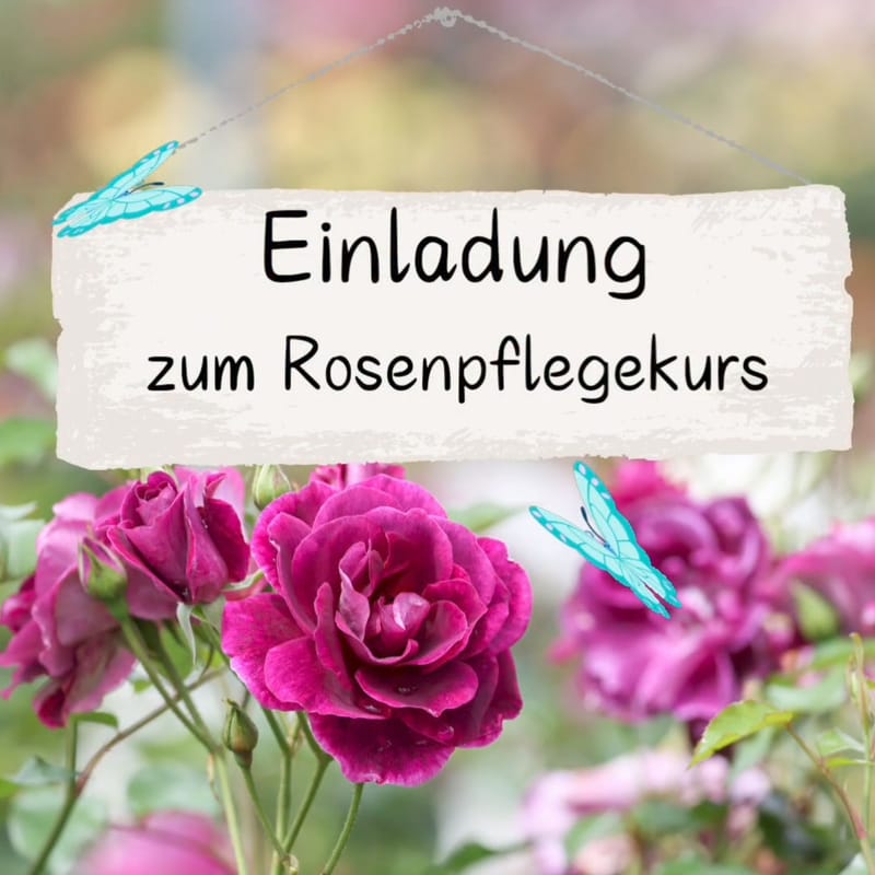 Rosenpflege