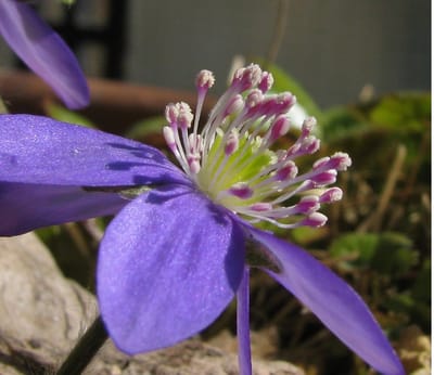 Így kaphatsz magot image