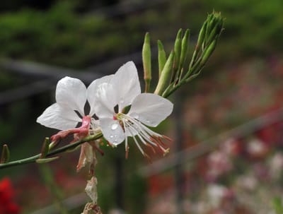 Évelő díszgyertya (Oenothera lindheimeri)