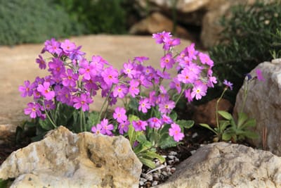 Janka kankalin (Primula frondosa)
