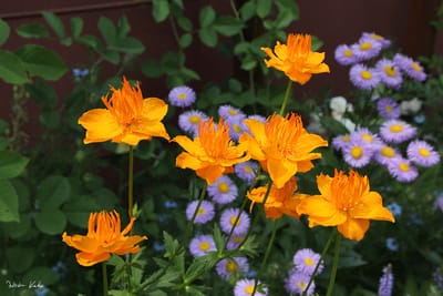 Kínai zergeboglár (Trollius chinensis)