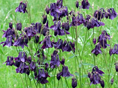 Lila színű harangláb (Aquilegia)