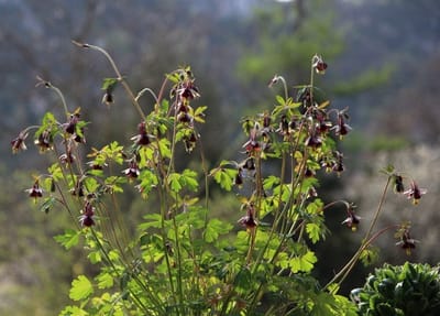 Kisvirágú harangláb (Aquilegia parviflora)