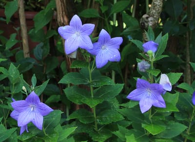 Léggömbvirág (Platycodon)