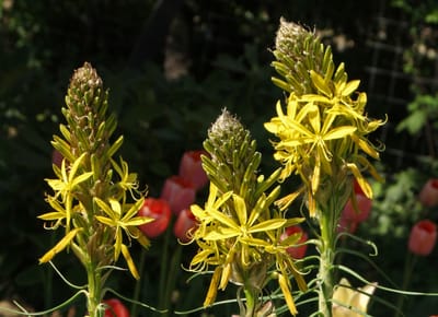 Sárga virágoszlop (Asphodeline lutea)