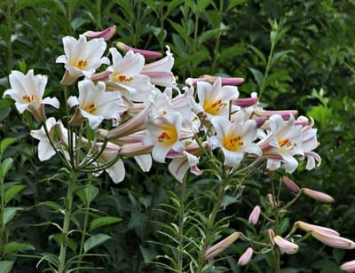 Királyliliom (Lilium regale)