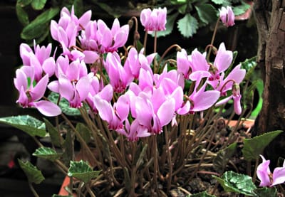 Borostyánlevelű ciklámen (Cyclamen hederifolium)