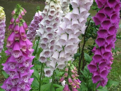 Gyűszűvirág (Digitalis)