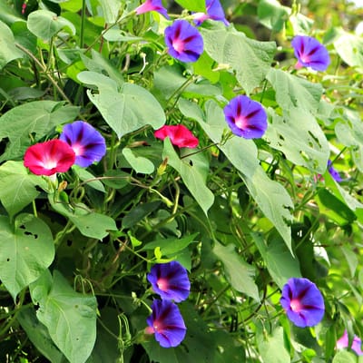 Hajnalka (Ipomoea)