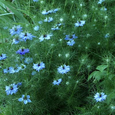 Borzaskata (Nigella damascena)