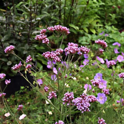 Ernyős verbéna (Verbena bonariensis)