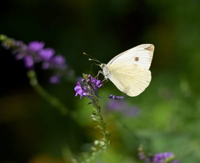 COMPANY INFORMATION image