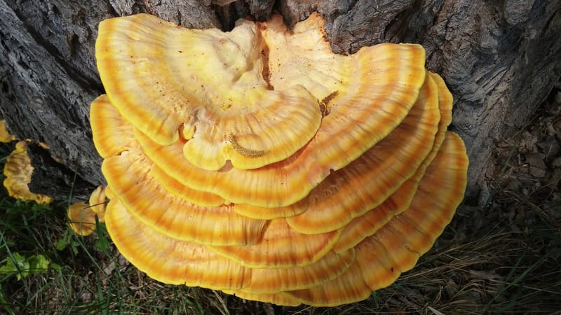 Hongo Reishi