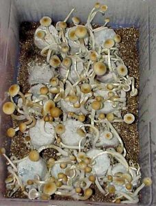 Como cultivar cogumelos mágicos Psilocybe cubensis em casa de forma segura e eficiente.
