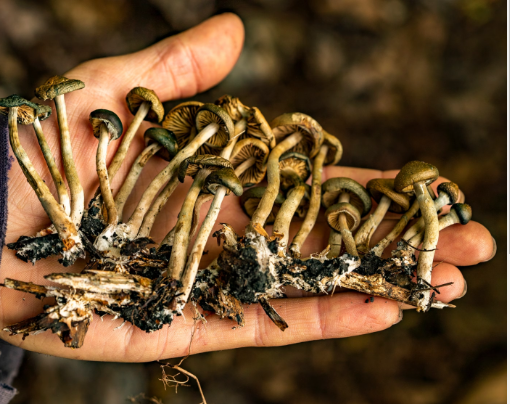 Cogumelos mágicos: A aventura dos fungos alucinantes