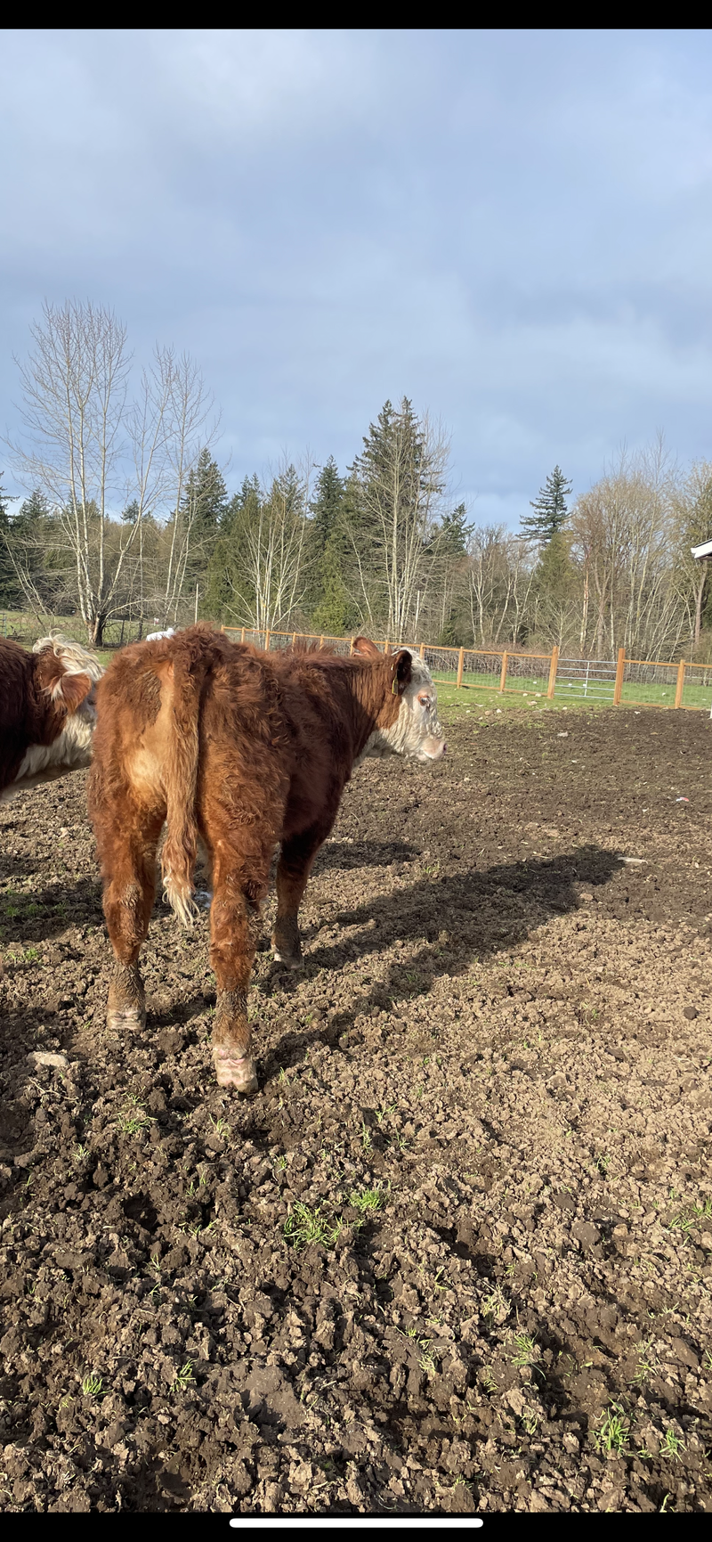 Herd Bull Rentals