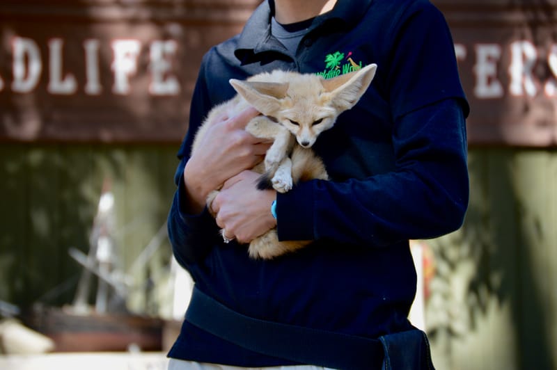 (click on photo to enlarge and scroll)