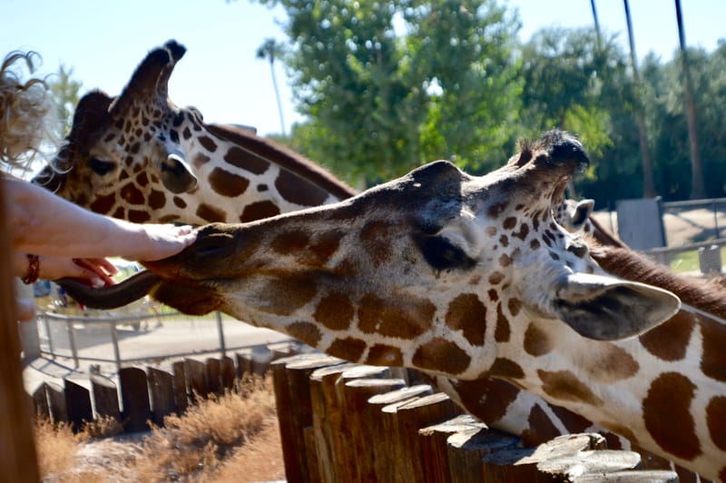 (click on photo to enlarge and scroll)