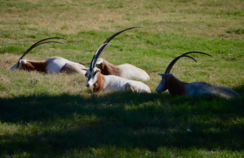 (click on photo to enlarge and scroll)