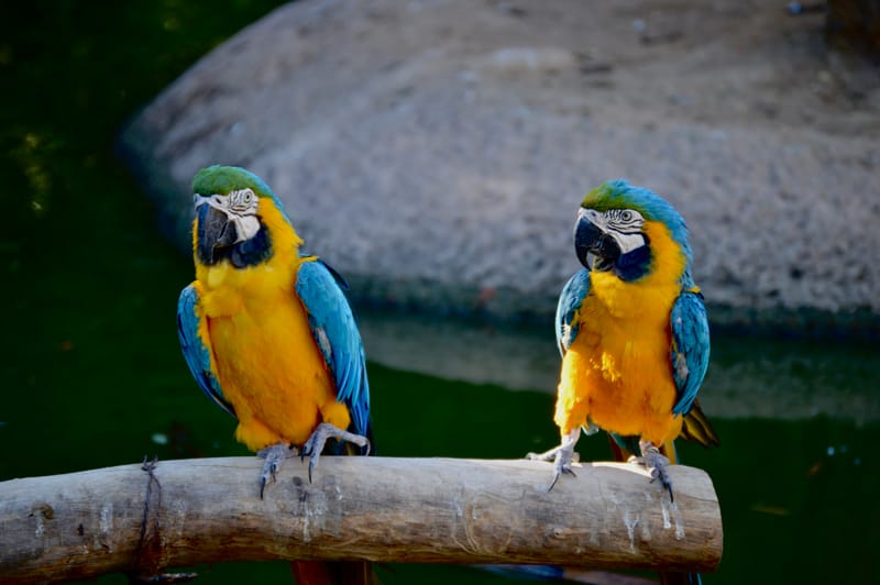 (click on photo to enlarge and scroll)