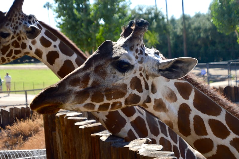 (click on photo to enlarge and scroll)